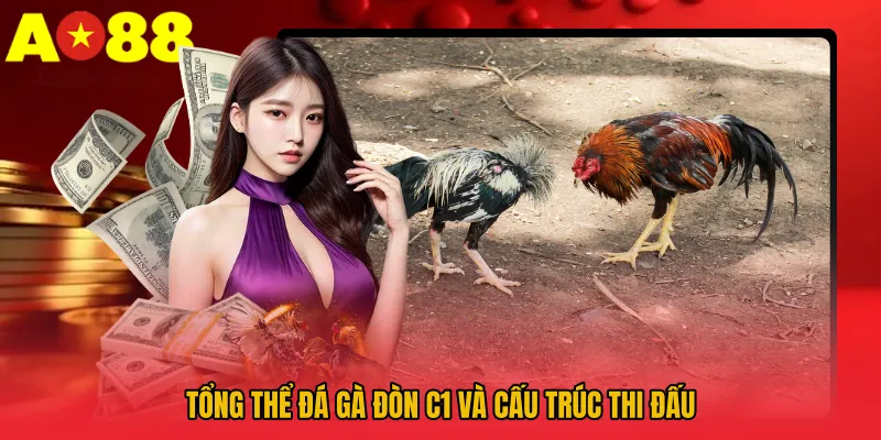 Đá Gà Đòn C1 AO88 – Trải Nghiệm Thực Chiến Sống Động 2 Tổng thể Đá gà đòn C1 và cấu trúc thi đấu